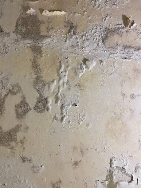 Mold Removal and Inspection in Royal Palm Beach, FL